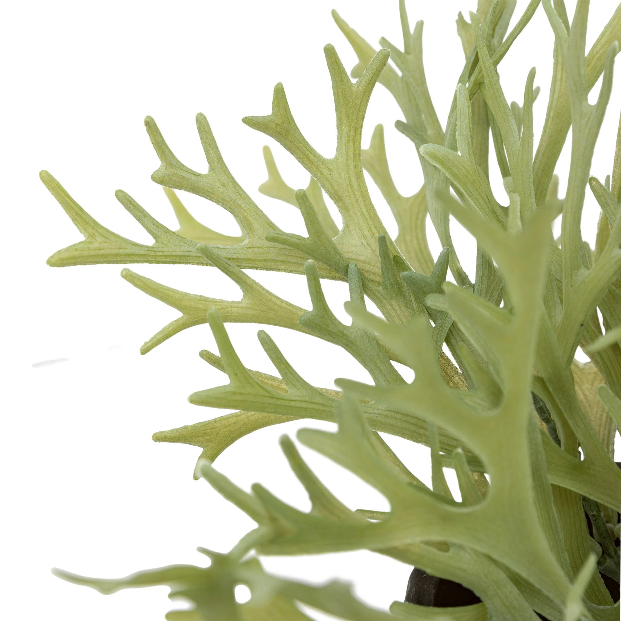 Artificial Playycerium In Green Ceramic Pot - Faux Playycerium in Ceramic Pot Sage Green - Image 3