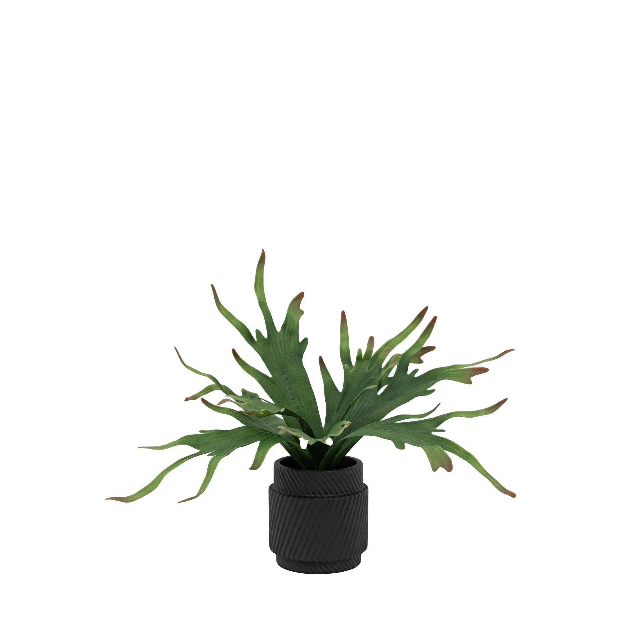 Artificial Playycerium In Multi Colour Ceramic Pot - Faux Playycerium Multi Colour in Ceramic Pot - Image 3
