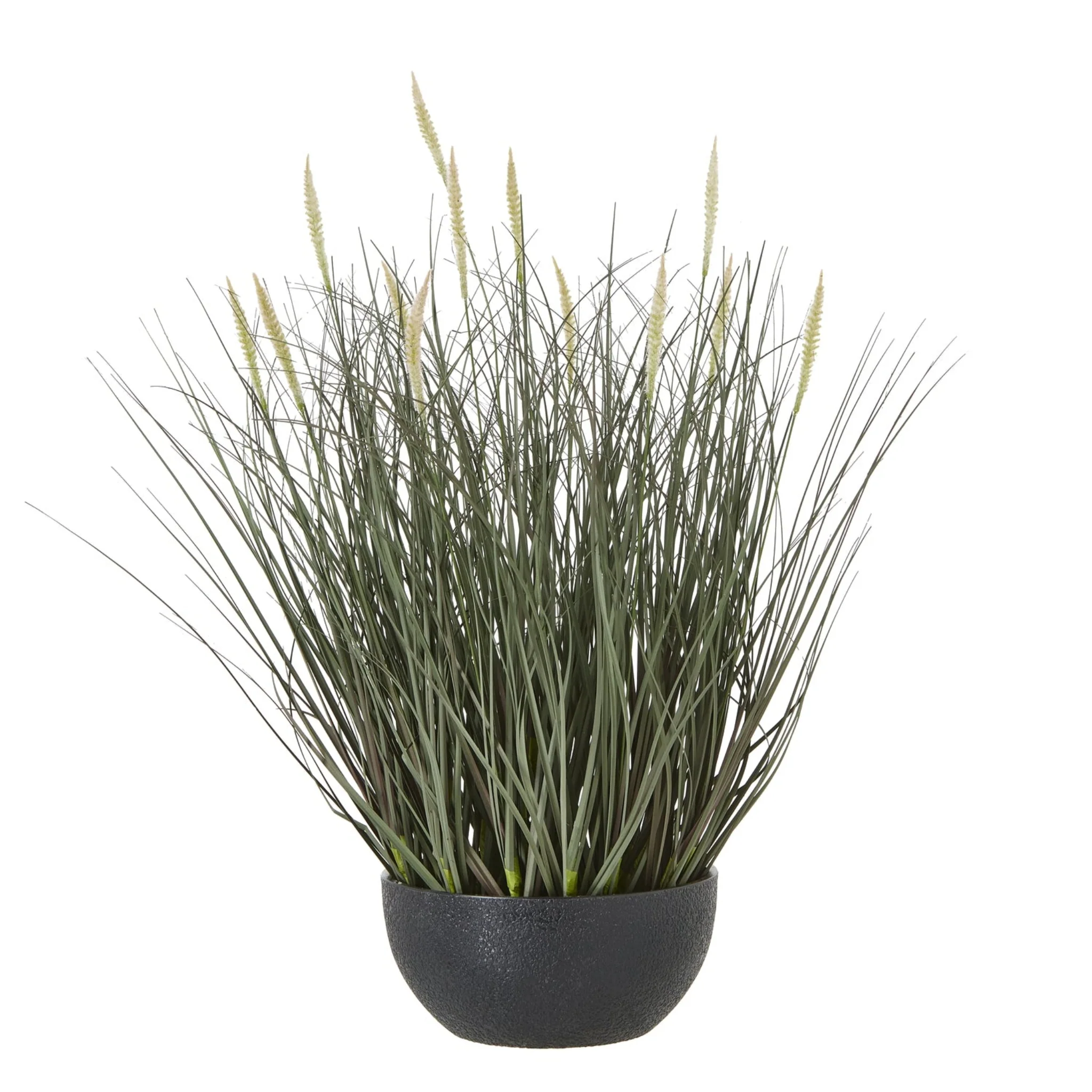 Fountain Grass Plant In Pot - Fountain Grass Plant In Pot 50CM