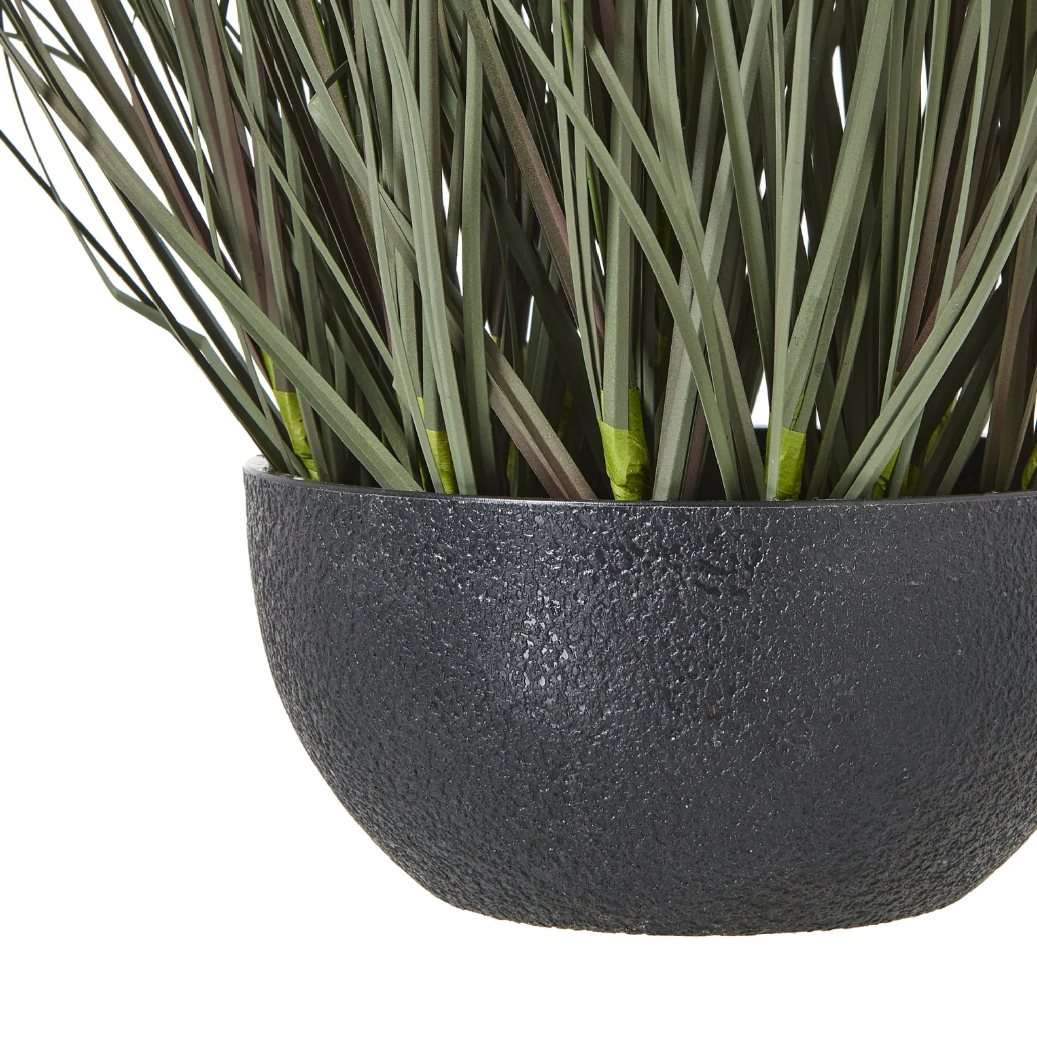 Fountain Grass Plant In Pot - Fountain Grass Plant In Pot 50CM - Image 2