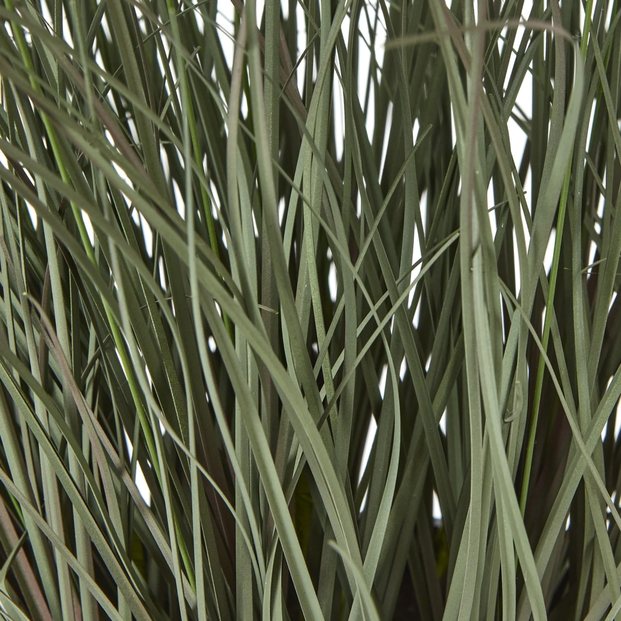 Fountain Grass Plant In Pot - Fountain Grass Plant In Pot 50CM - Image 3