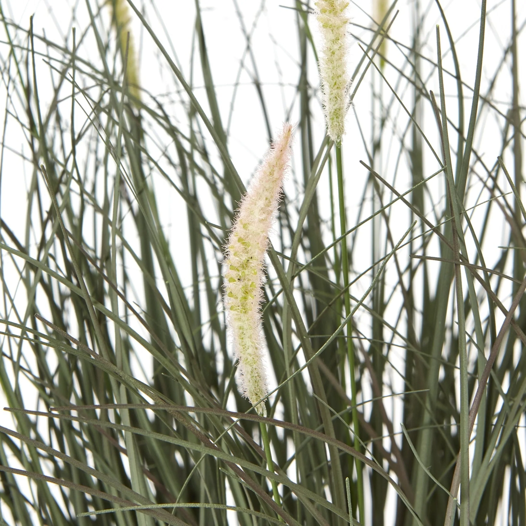 Fountain Grass Plant In Pot - Fountain Grass Plant In Pot 50CM - Image 4